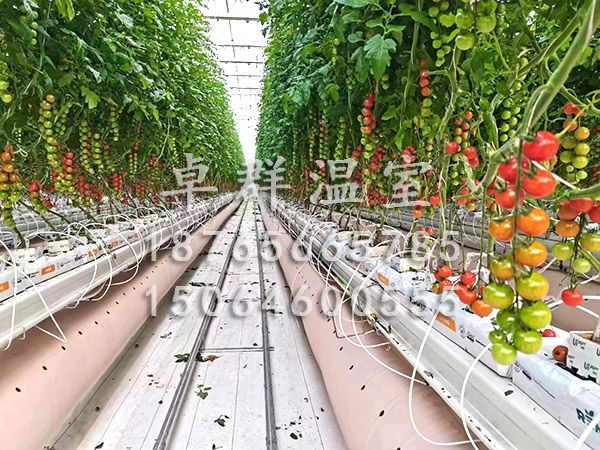 湖北恩施野三觀無(wú)土栽培